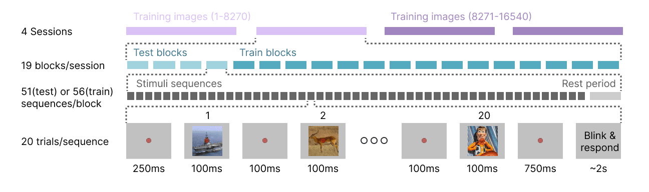 Diagram of the experimental paradigm: each participant completed 4 sessions of 19 blocks each, with 51 sequences per block in test and 56 in train. Each sequence consists of a rapid serial visual presentation of 20 images at 100ms each, with an occasional Woody from Toy Story image used as a focus task for attention verification.
